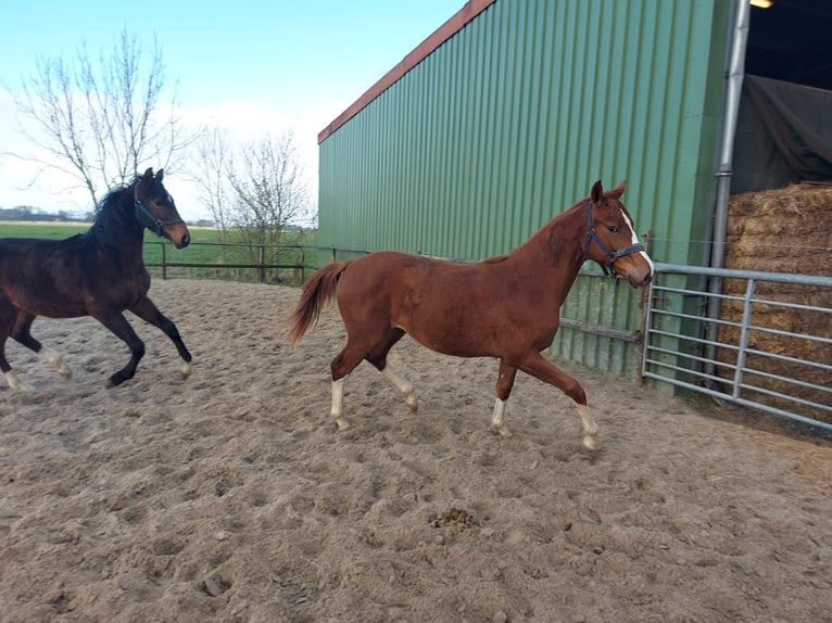 Westphalian Mare 1 year Chestnut-Red in Bielefeld