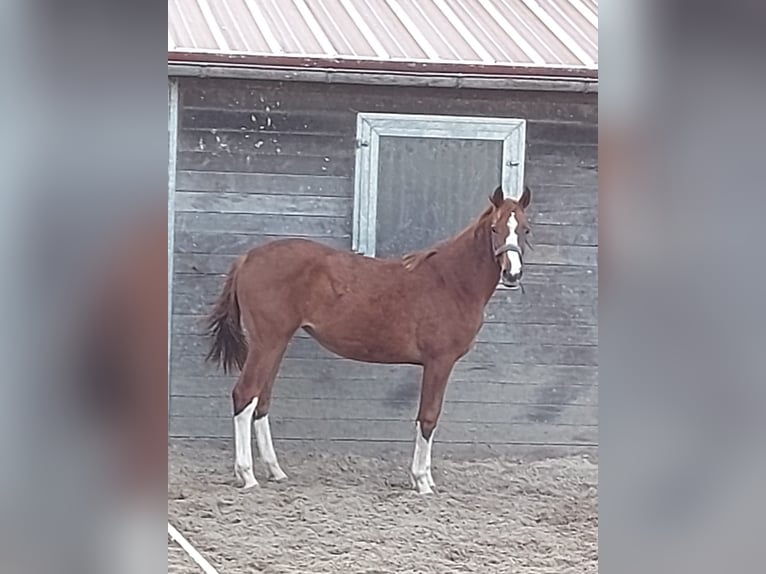 Westphalian Mare 1 year Chestnut-Red in Bielefeld