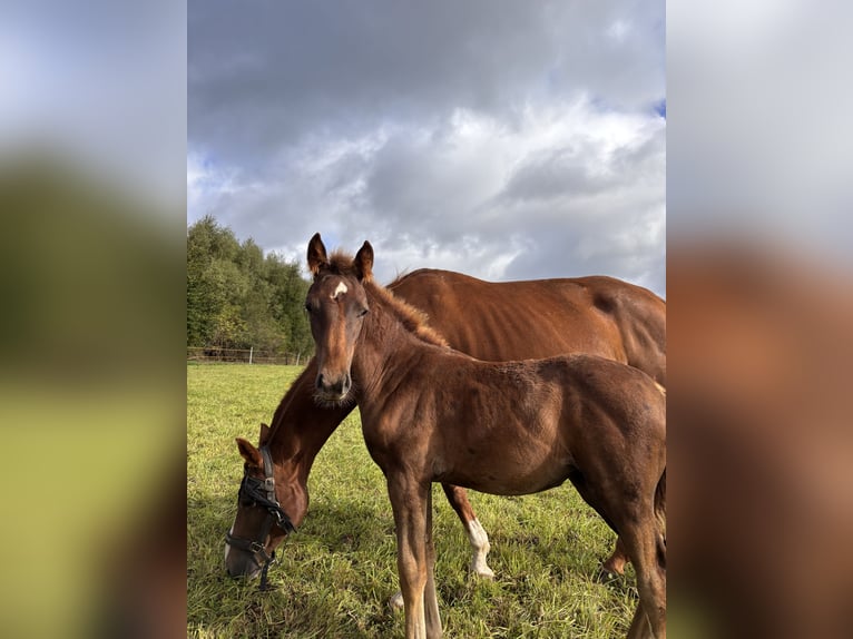 Westphalian Mare 1 year Chestnut in Netphen