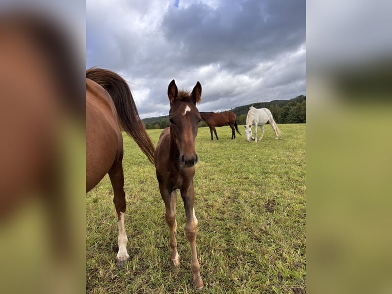 Westphalian Mare 1 year Chestnut in Netphen