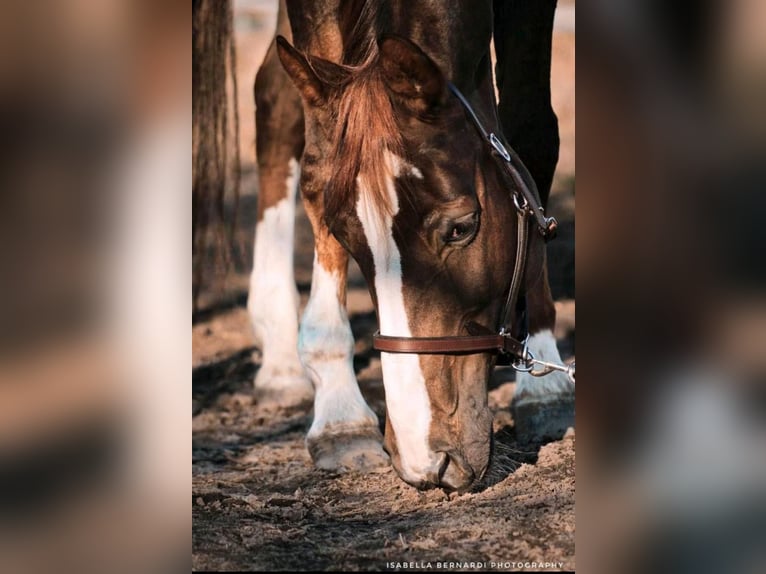 Westphalian Mare 1 year Chestnut in Netphen