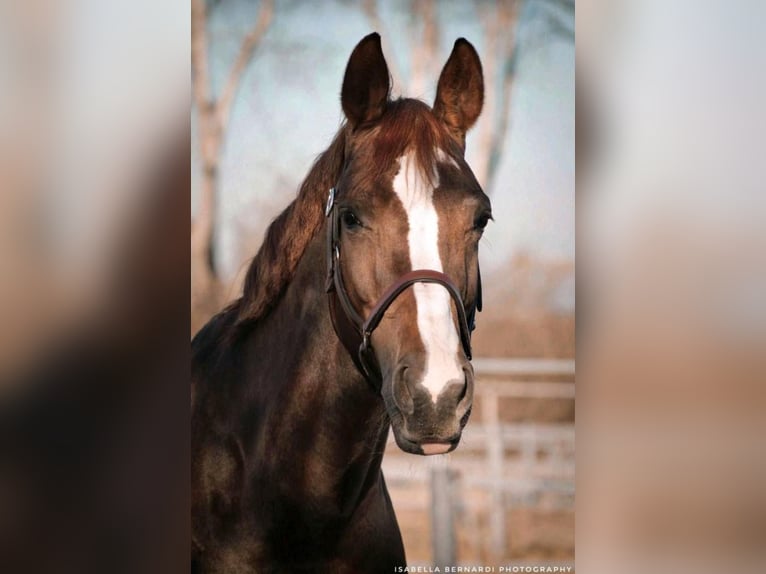 Westphalian Mare 1 year Chestnut in Netphen