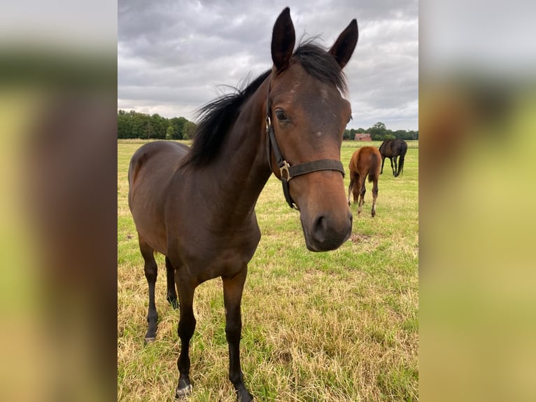 Westphalian Mare 1 year in Recke
