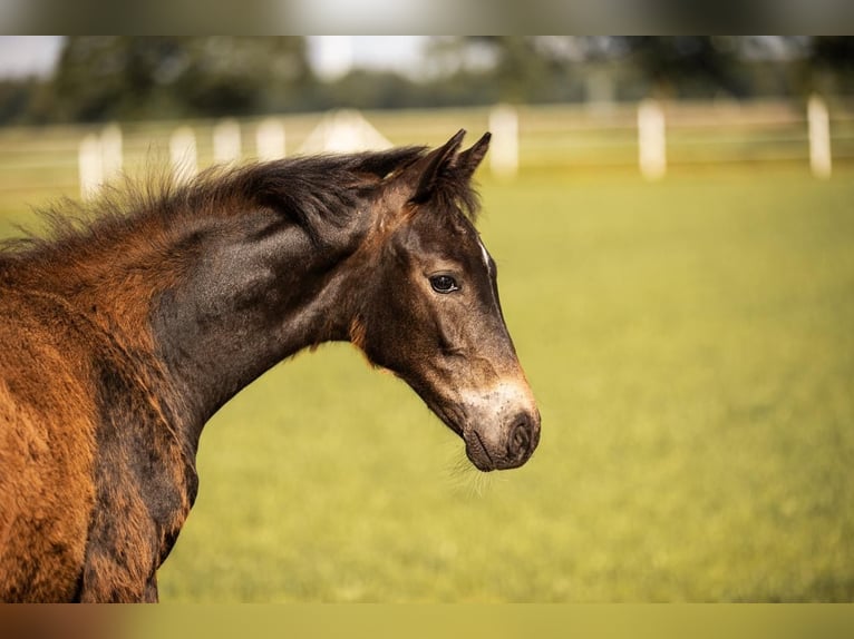 Westphalian Mare 1 year in Rheine