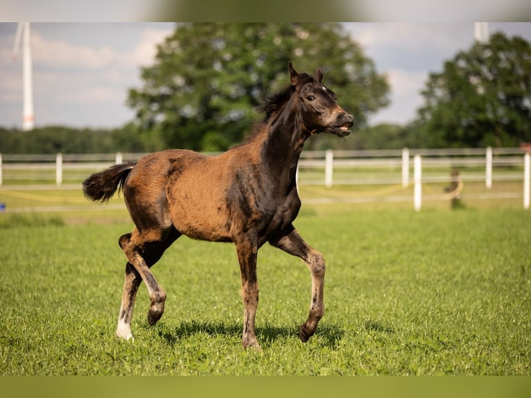 Westphalian Mare 1 year in Rheine