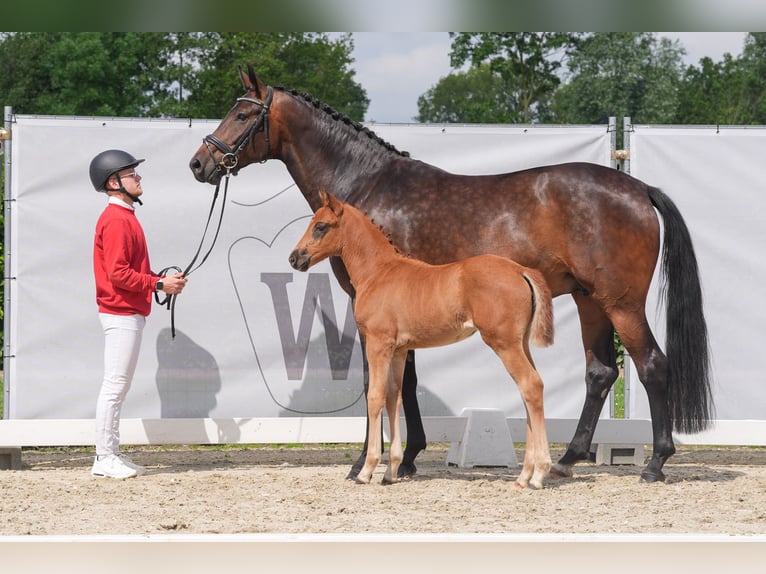 Westphalian Mare 1 year in Selm