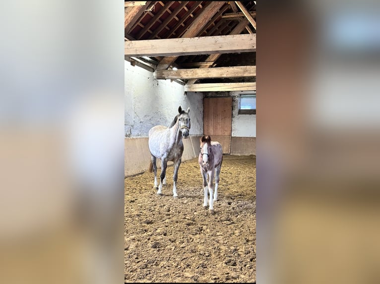 Westphalian Mare 1 year Gray in Brakel