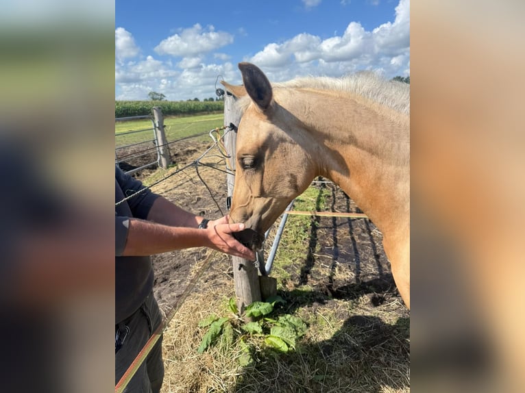 Westphalian Mare 1 year Palomino in Ihlow