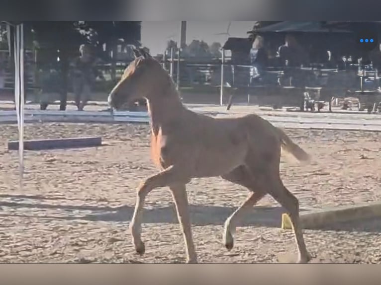 Westphalian Mare 1 year Palomino in Ihlow
