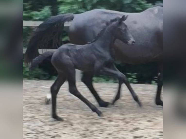 Westphalian Mare 1 year Smoky-Black in Lippetal