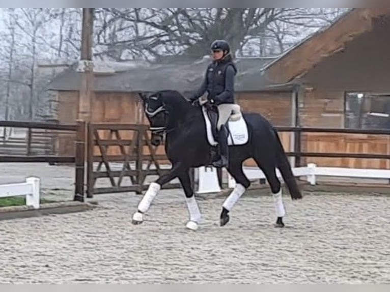 Westphalian Mare 1 year Smoky-Black in Horstmar