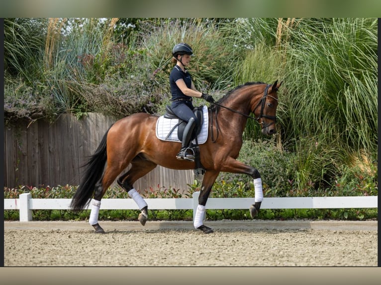 Westphalian Mare 1 year Smoky-Black in Horstmar