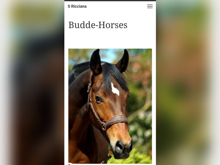 Westphalian Mare 1 year Smoky-Black in Horstmar