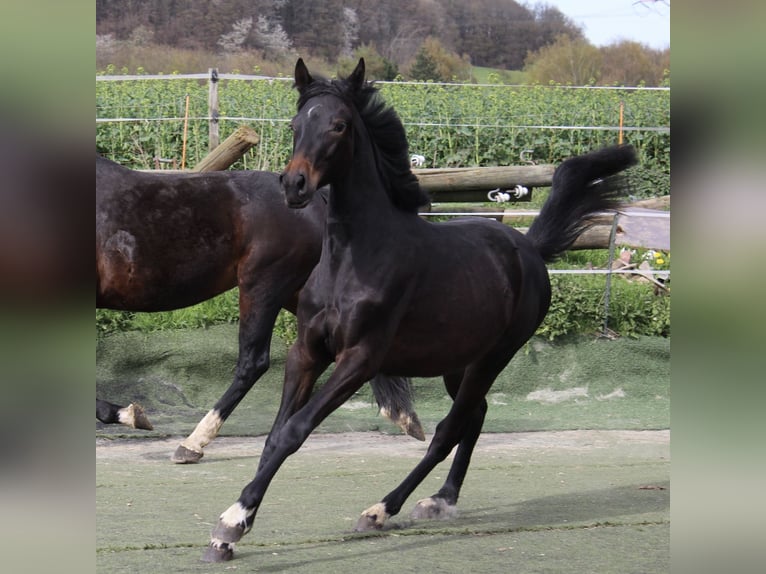 Westphalian Mare 1 year Smoky-Black in Bad Oeynhausen