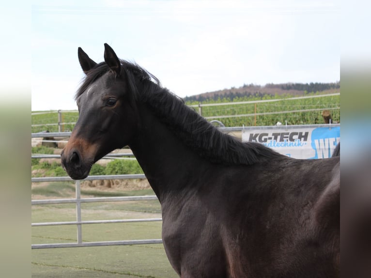 Westphalian Mare 1 year Smoky-Black in Bad Oeynhausen