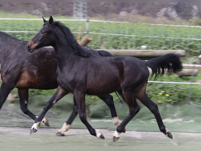 Westphalian Mare 1 year Smoky-Black in Bad Oeynhausen