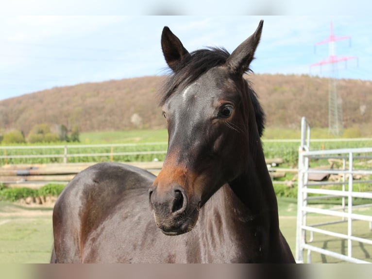 Westphalian Mare 1 year Smoky-Black in Bad Oeynhausen