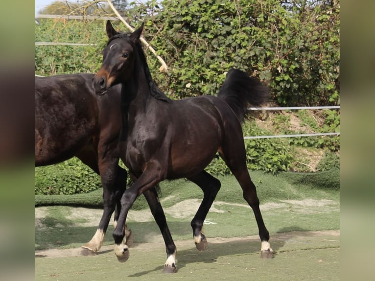 Westphalian Mare 1 year Smoky-Black in Bad Oeynhausen
