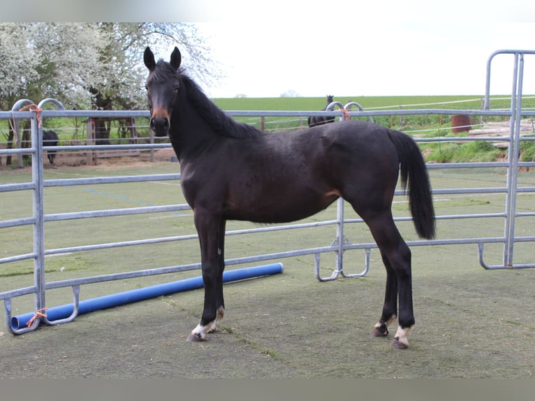 Westphalian Mare 1 year Smoky-Black in Bad Oeynhausen