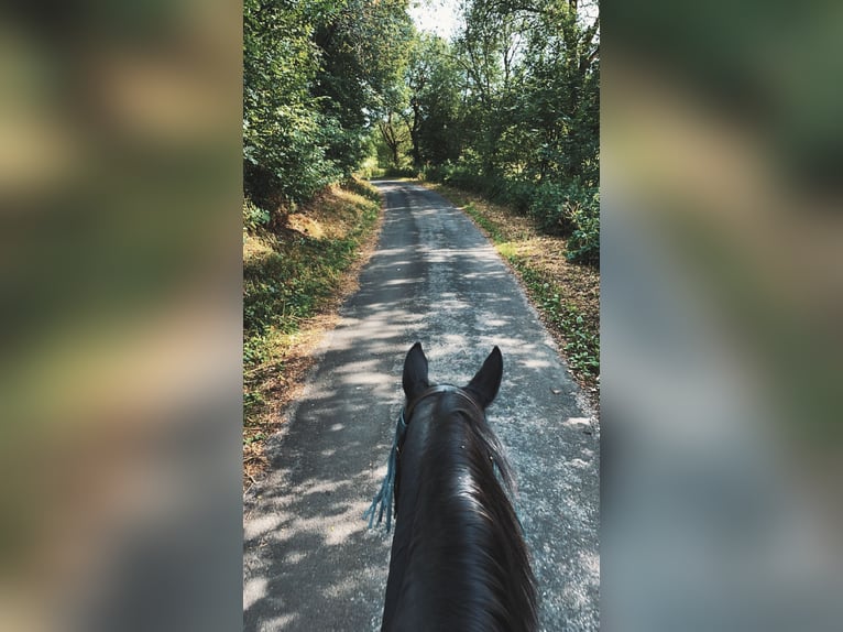 Westphalian Mare 20 years 15,2 hh Bay-Dark in Prüm