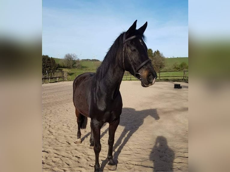 Westphalian Mare 20 years 15,2 hh Bay-Dark in Prüm