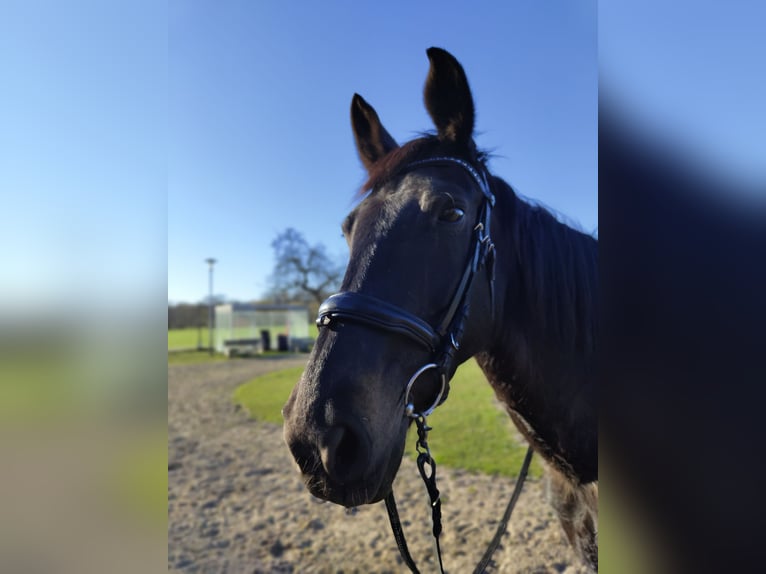 Westphalian Mare 20 years 15,2 hh Smoky-Black in Ganderkesee