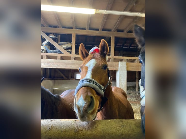 Westphalian Mare 20 years 16,2 hh Chestnut-Red in Wald-Michelbach