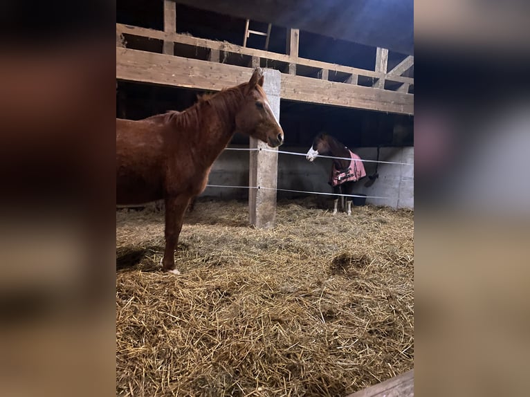 Westphalian Mare 20 years 16,2 hh Chestnut-Red in Wald-Michelbach