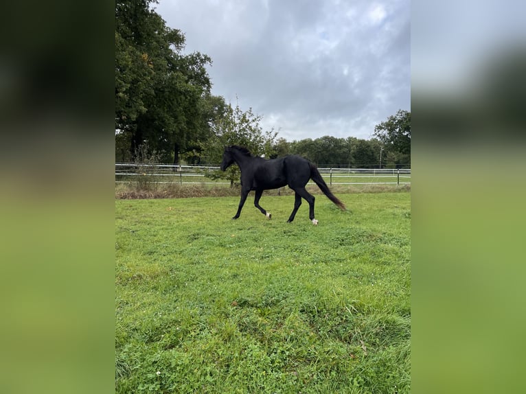 Westphalian Mare 20 years 16.3 hh Bay-Dark in Wingst