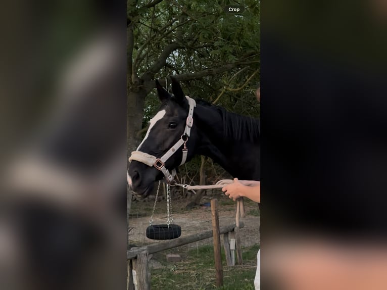 Westphalian Mare 20 years 16 hh Black in Dortmund