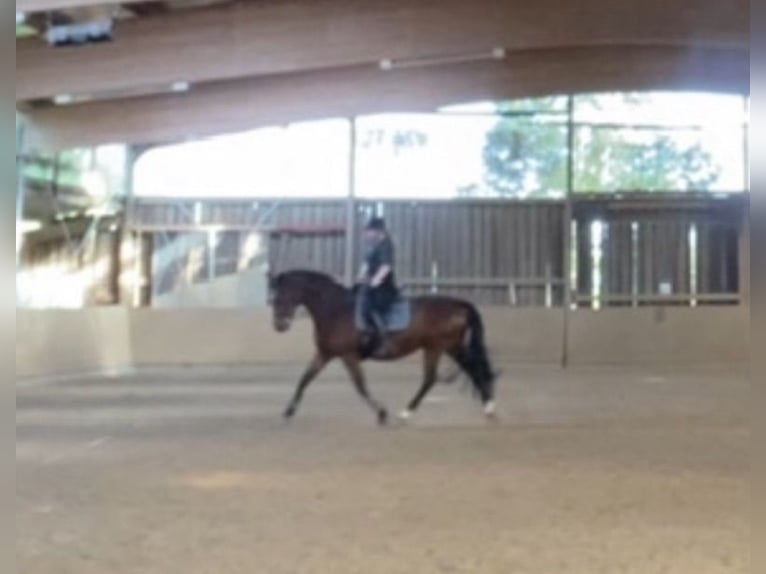 Westphalian Mare 20 years 16 hh Brown in Wildeshausen