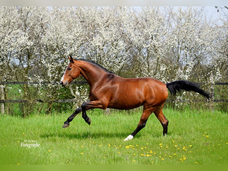 Westphalian Mare 20 years 16 hh Brown in Laer
