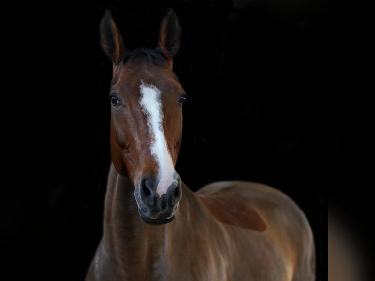 Westphalian Mare 20 years 16 hh Brown in Laer