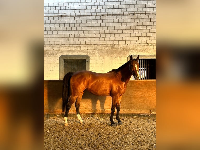 Westphalian Mare 20 years 16 hh Brown in Laer