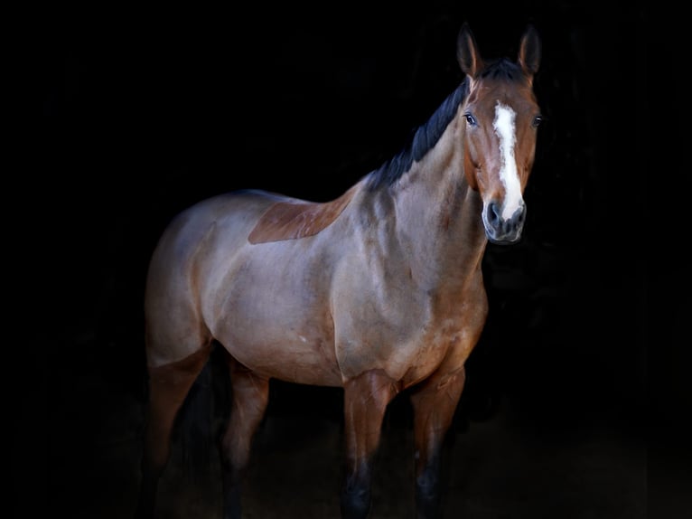Westphalian Mare 20 years 16 hh Brown in Laer