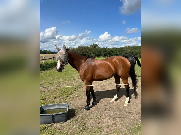 Westphalian Mare 20 years 16 hh Brown in Laer