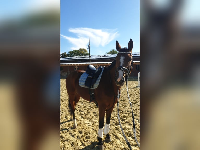 Westphalian Mare 20 years 16 hh Brown in Laer