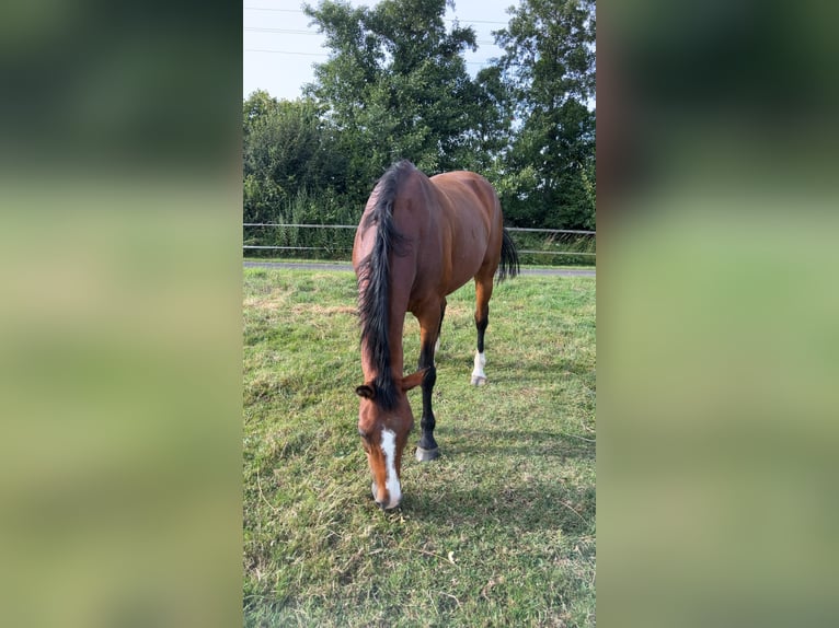 Westphalian Mare 20 years 16 hh Brown in Laer