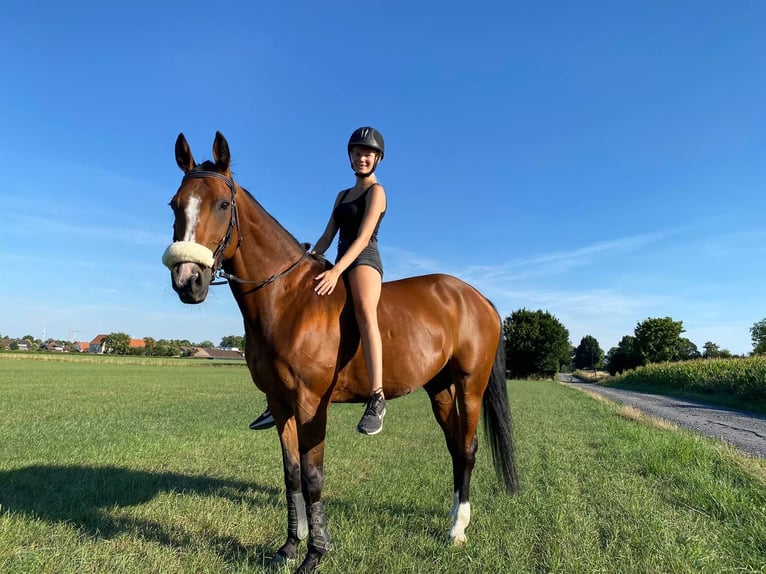 Westphalian Mare 20 years 16 hh Brown in Laer