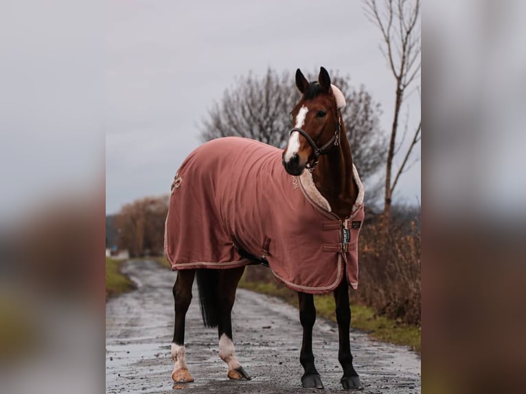 Westphalian Mare 20 years 16 hh Brown in Laer
