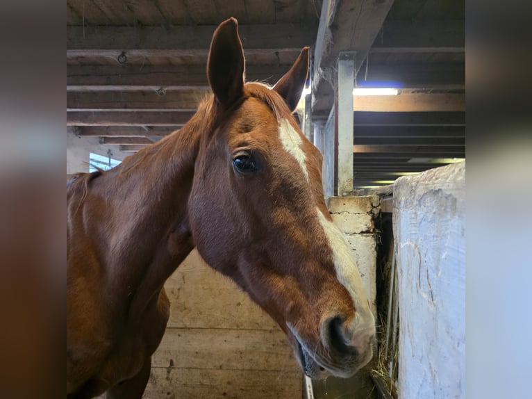 Westphalian Mare 20 years 16,2 hh Chestnut-Red in Balingen