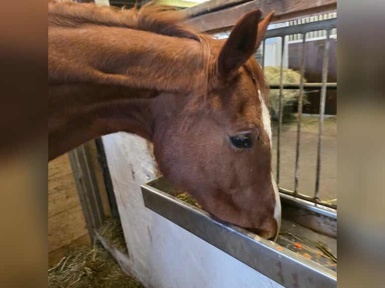 Westphalian Mare 20 years 16,2 hh Chestnut-Red in Balingen