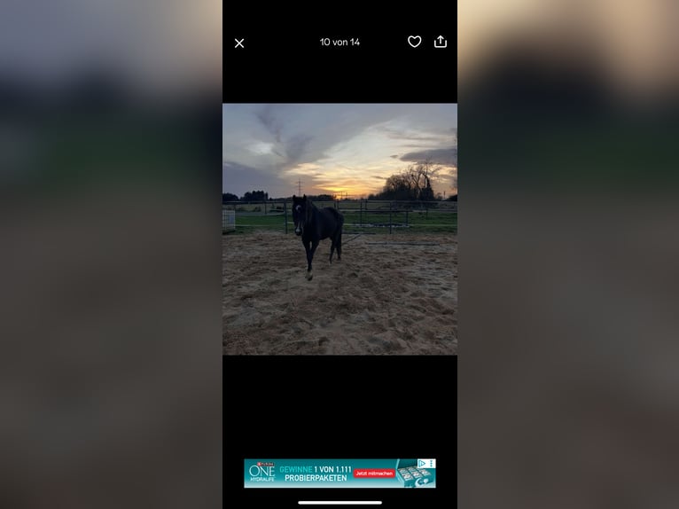 Westphalian Mare 21 years 15 hh Brown in Selters