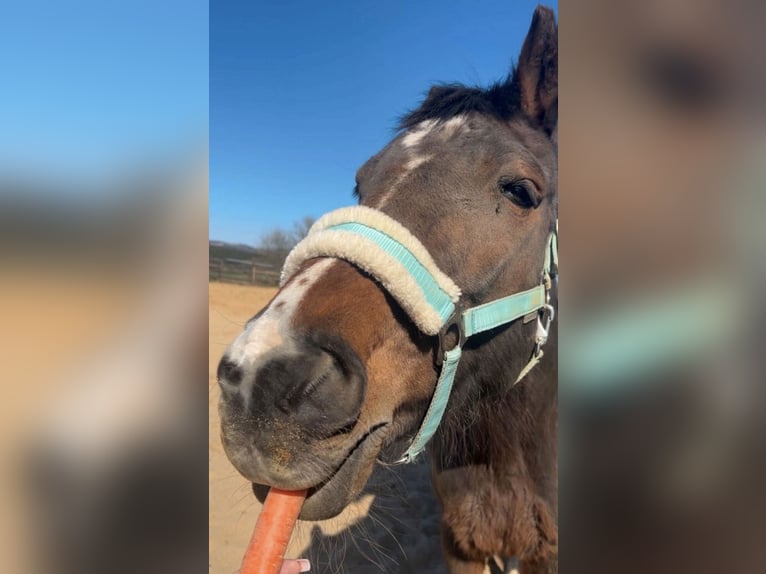 Westphalian Mare 21 years 15 hh Brown in Selters