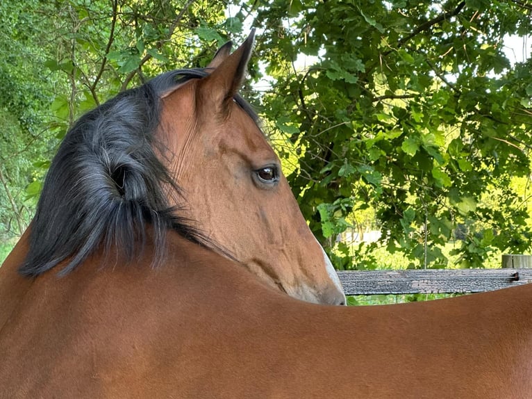 Westphalian Mare 21 years 16 hh Brown in Damme