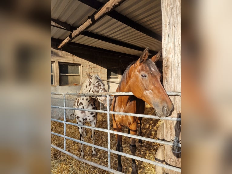 Westphalian Mare 21 years 16 hh in Losheim am See