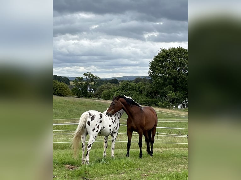 Westphalian Mare 21 years 16 hh in Losheim am See