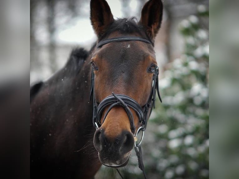 Westphalian Mare 22 years 15,2 hh Brown in Remscheid