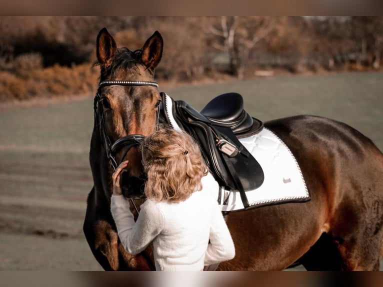 Westphalian Mare 22 years 15,2 hh Brown in Remscheid
