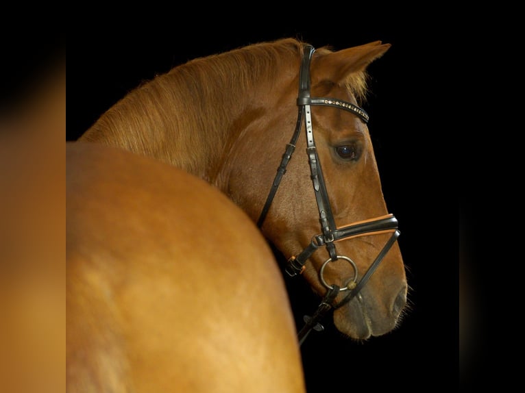 Westphalian Mare 22 years 16,1 hh Chestnut-Red in Flensburg